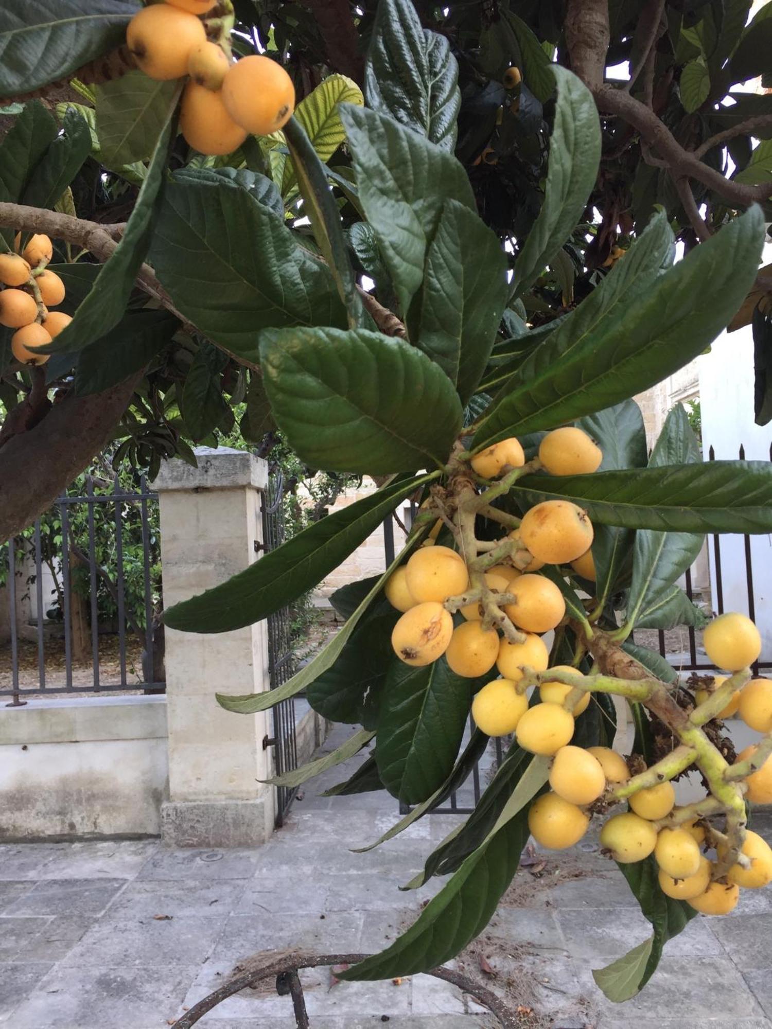 Palazzo De Carlo E Il Parco Dei 7 Pozzi Bed & Breakfast Lecce Ngoại thất bức ảnh